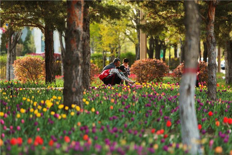 春路雨添花，五月的康巴什被“多彩”環繞。攝：李臻昊.jpg